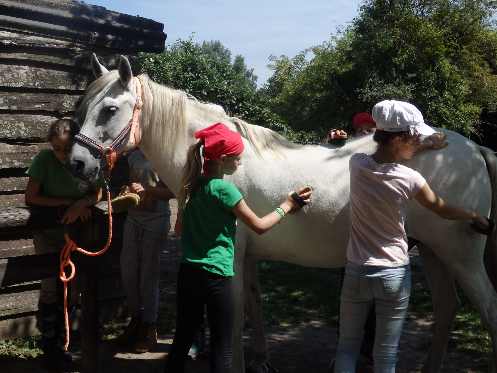 atelier cheval ados anniversaire poney