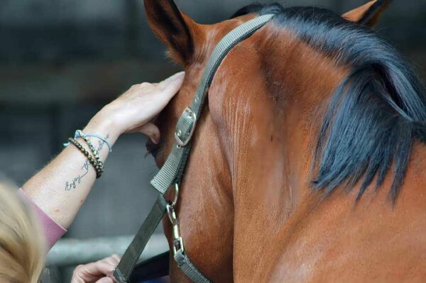 EQUIDAYS : Laurence Broyard 15 juin 2025 – Image 3